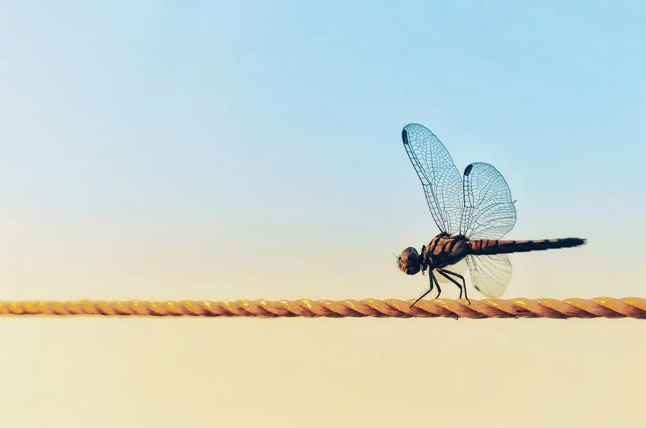 A dragonfly resting on a rope against a pale sky