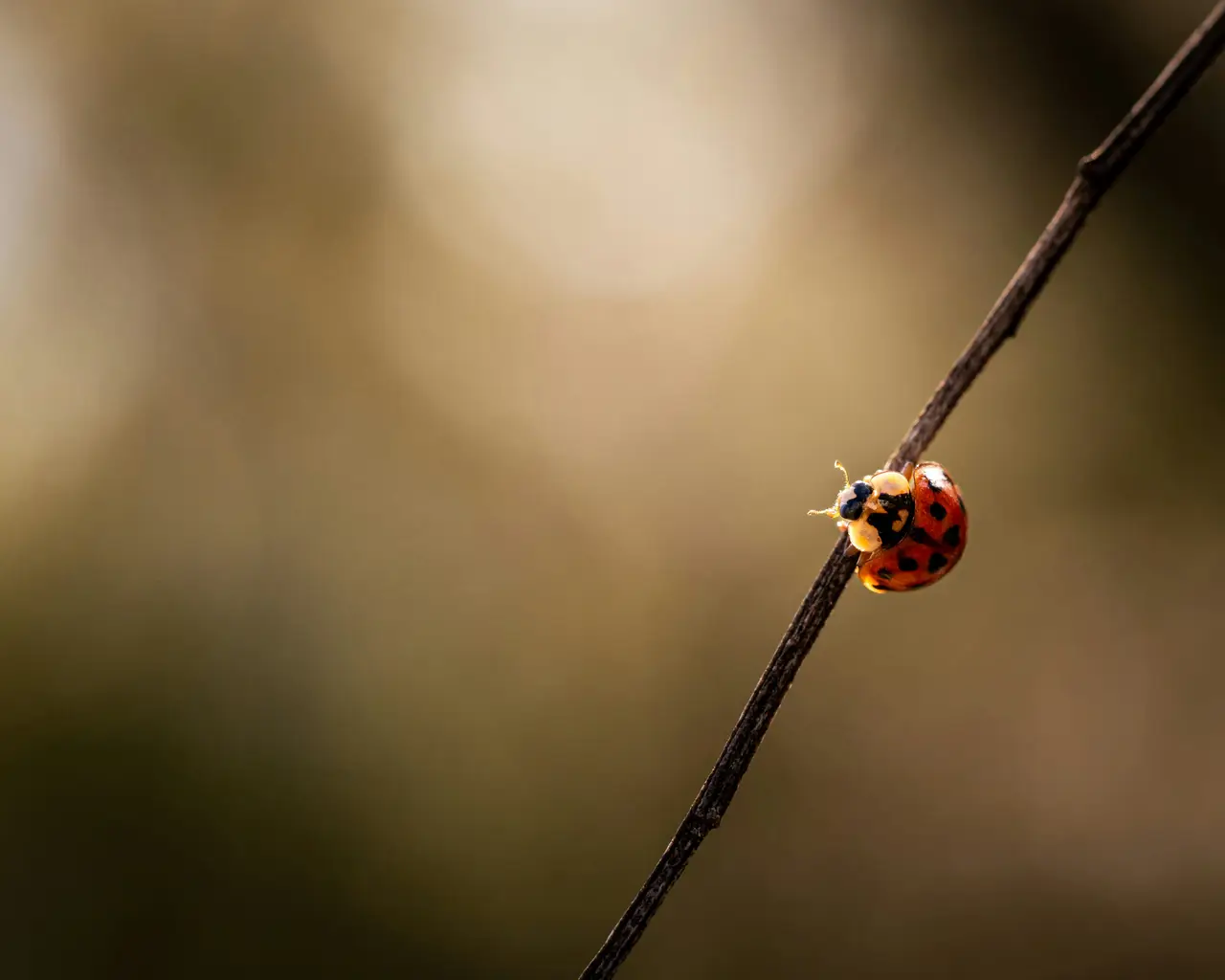 A ladybird climbing a thin twig